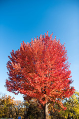 Fototapeta premium Red Fall Tree