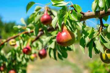 Fresh juicy pears on pear tree branch. Organic pears in natural environment. Crop of pears in summer garden