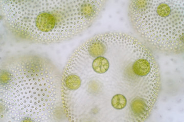 Volvox is a polyphyletic genus of chlorophyte green algae or phytoplankton.