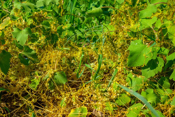Dodder (Genus Cuscuta) is parasitic and completely dependent on other host plants for survival