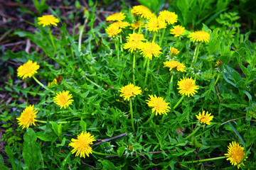 bunch of wild and yellow flowers growing 