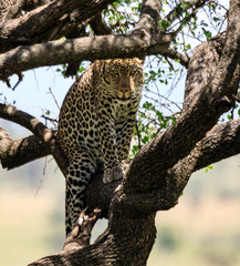 Lions Elephants Cheetah Elephant Eland Sergeneti Zebra Giraffe NgoroNgoro Ndutu Wildebeast Migration