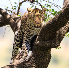 Lions Elephants Cheetah Elephant Eland Sergeneti Zebra Giraffe NgoroNgoro Ndutu Wildebeast Migration
