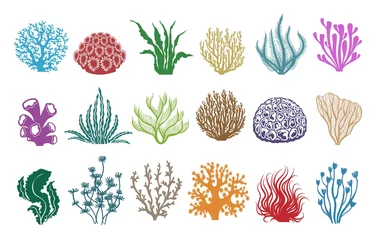 Poster Seaweeds and corals on white. Colored aquarium plants vector illustration, color underwater sea weeds and ocean coral icons © vectortatu