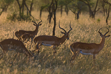 Lions Elephants Cheetah Elephant Eland Sergeneti Zebra Giraffe NgoroNgoro Ndutu Wildebeast Migration