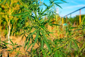 Fototapeta na wymiar Wild cannabis growing in nature