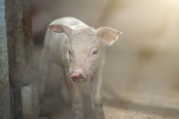 New bron 2 week old piglet on a farm.