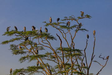 Lions Elephants Cheetah Elephant Eland Sergeneti Zebra Giraffe NgoroNgoro Ndutu Wildebeast Migration