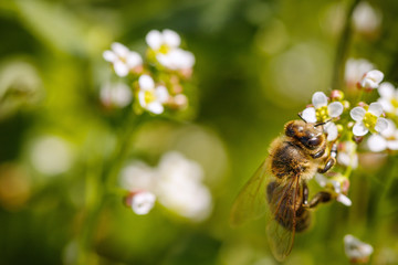Bee on a white flower collecting pollen and gathering nectar to produce honey in the hive