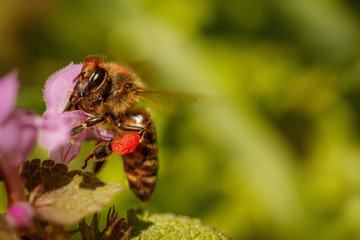 Bee on a pink flower collecting pollen and gathering nectar to produce honey in the hive