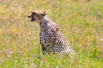 Lions Elephants Cheetah Elephant Eland Sergeneti Zebra Giraffe NgoroNgoro Ndutu Wildebeast Migration