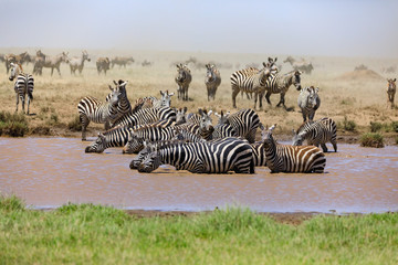 Fototapeta na wymiar Lions Elephants Cheetah Elephant Eland Sergeneti Zebra Giraffe NgoroNgoro Ndutu Wildebeast Migration