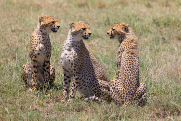 Lions Elephants Cheetah Elephant Eland Sergeneti Zebra Giraffe NgoroNgoro Ndutu Wildebeast Migration