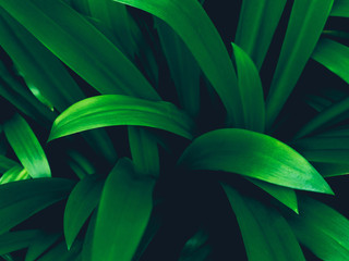 Naklejka na ściany i meble Tropical leaves background,Green background pattern.