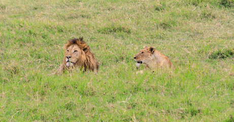 Lions Elephants Cheetah Elephant Eland Sergeneti Zebra Giraffe NgoroNgoro Ndutu Wildebeast Migration