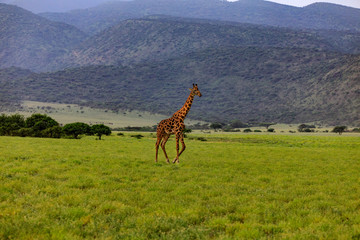 Lions Elephants Cheetah Elephant Eland Sergeneti Zebra Giraffe NgoroNgoro Ndutu Wildebeast Migration