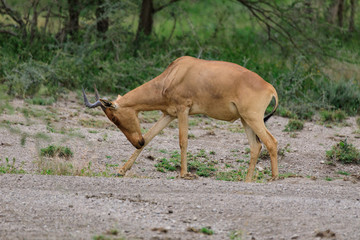 Lions Elephants Cheetah Elephant Eland Sergeneti Zebra Giraffe NgoroNgoro Ndutu Wildebeast Migration