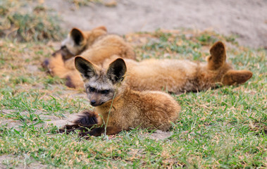 Lions Elephants Cheetah Elephant Eland Sergeneti Zebra Giraffe NgoroNgoro Ndutu Wildebeast Migration