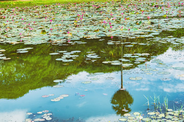 lake of lotuses