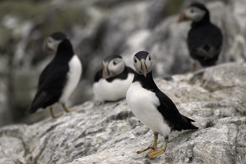 Puffins standing on a rock.  Taken on Staple Island, in the Farne Islands, United Kingdom