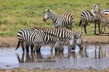 Fototapeta na wymiar Lions Elephants Cheetah Elephant Eland Sergeneti Zebra Giraffe NgoroNgoro Ndutu Wildebeast Migration