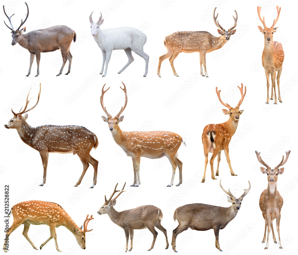 Sticker deer isolated on white background