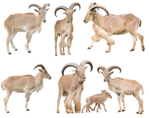 male and female barbary sheep isolated