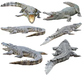 Vlies Fototapete Krokodil siamesisches Krokodil isoliert auf weißem Hintergrund
