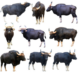 gaur ( Bos gaurus ) isolated