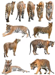 Papier Peint photo Lavable Tigre Tigre du Bengale mâle et femelle isolé