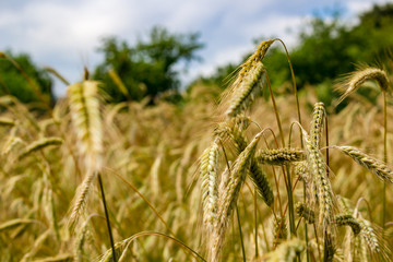 Dry ears of rye on the field, closep
