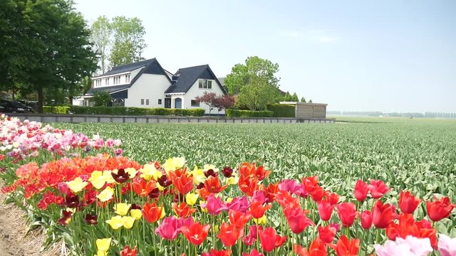 Campi di tulipani coltivati in Olanda
