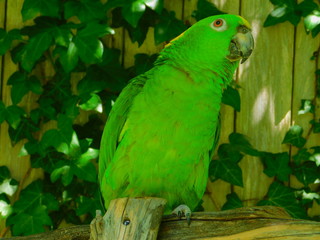 Rocky Yellow Nape Amazon