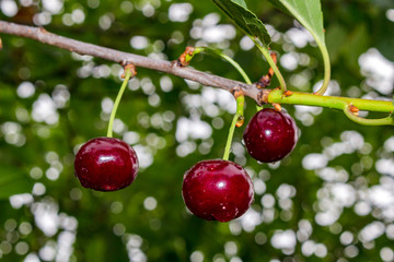 Red cherries on a tree, in drops of water after a rain
