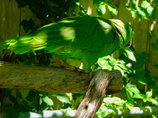 Rocky Yellow Nape Amazon