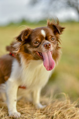 Brown Chihuahua dogs puppy dog on the chair against bokeh background.