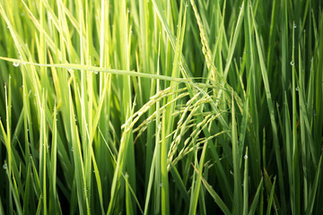 Rice leaves and drops of dew. Rice field.Paddy.