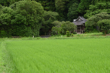 水田とお堂