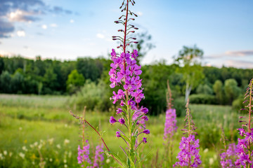 Flowering of the medicinal Rosebay willowherb or fireweed (Chamaenerion angustifolium), pink flowers
