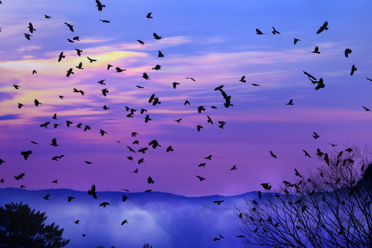 Group Of Ravens Flying Over The Cloud