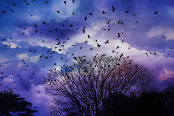 Group of Ravens flying over the cloud