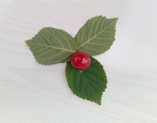 Cherry and three leaves on a light background