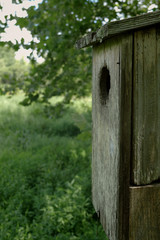 Wood duck boxes help promote a healthy habitat in the lowlands at Yates Mill County Park in Raleigh North Carolina