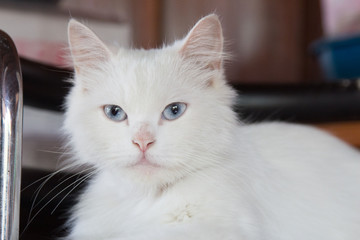 White Persian cat is looking and smile comfortably.