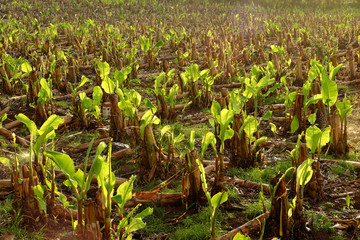 sapling in large banana field