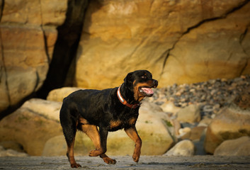 Rottweiler dog outdoor portrait running on beach