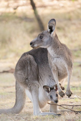 Kangaroo and joey in pouch