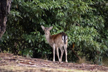 Female Deer
