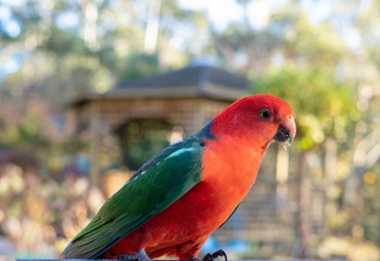 Male King Parrot