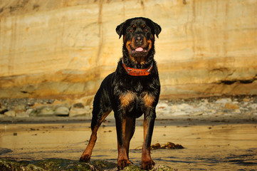 Rottweiler dog outdoor portrait standing on beach